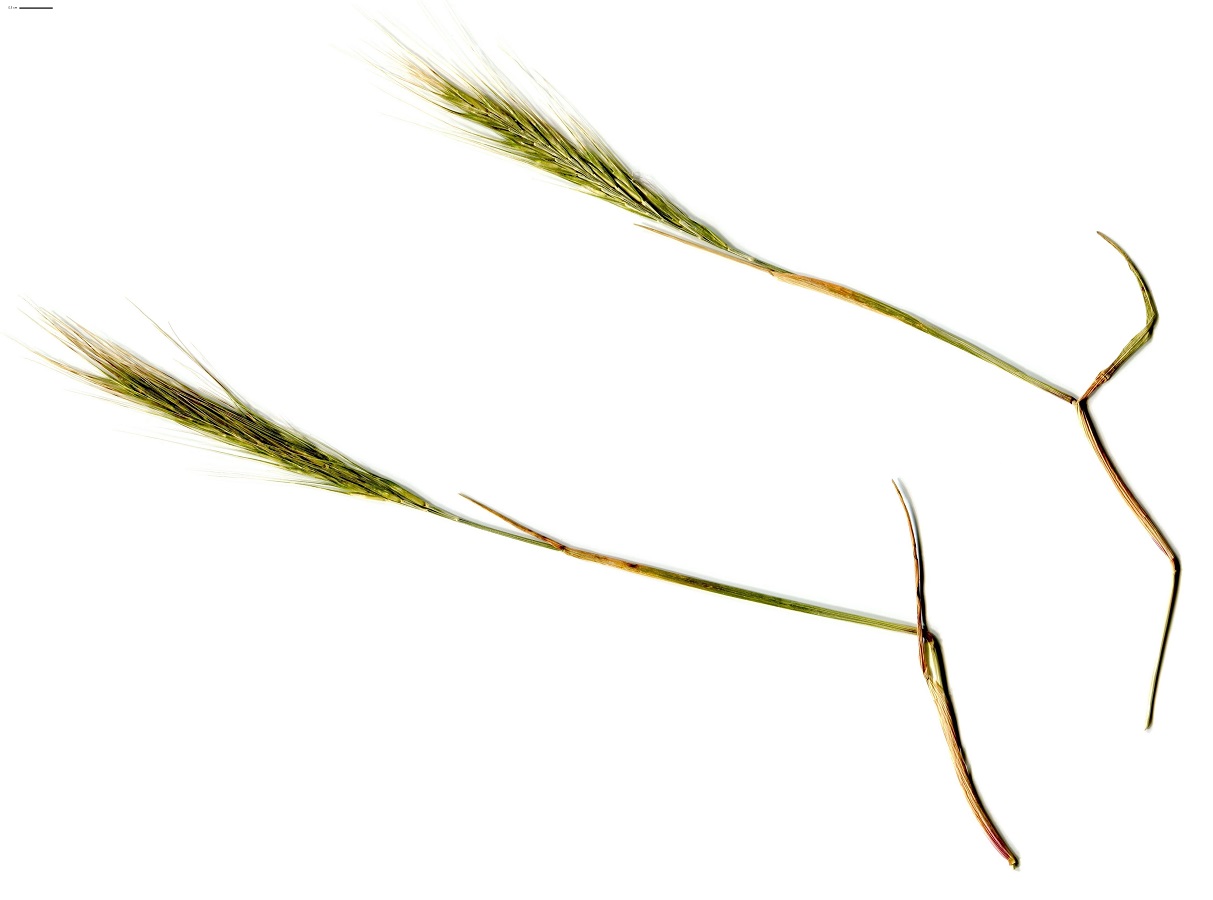 Vulpia fasciculata (Poaceae)